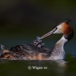 Austin_Great Crested Grebe with two chicks Austin_Great Crested Grebe with two chicks