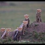 Austin_Kenya Cheetah Cubs Austin_Kenya Cheetah Cubs