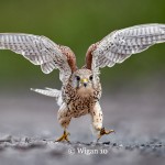 Austin_Kestrel Running into the wind Austin_Kestrel Running into the wind
