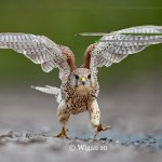 Austin_Kestrel running into the wind Austin_Kestrel running into the wind