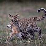 Austin_Leopard Cub dragging hare Austin_Leopard Cub dragging hare