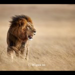 Austin_Lion Standing in Grasses Austin_Lion Standing in Grasses