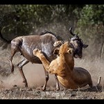 Austin_Lion and Wildebeest Austin_Lion and Wildebeest