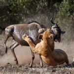 Austin_Lion and Wildebeest Austin_Lion and Wildebeest
