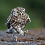 Austin_Little Owl Walking Austin_Little Owl Walking