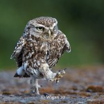 Austin_Little Owl Walking Austin_Little Owl Walking