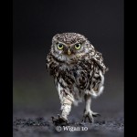 Austin_Little Owl Austin_Little Owl