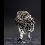 Austin_Little Owl Austin_Little Owl