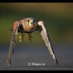 Austin_Male Kestrel Flying Austin_Male Kestrel Flying