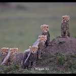 Austin_Six Cheetah Cubs Looking Out Austin_Six Cheetah Cubs Looking Out