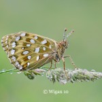 Chris_Dark Green Fritillary Chris_Dark Green Fritillary