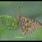 Chris_Dark Green Fritillary Chris_Dark Green Fritillary