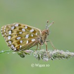 Chris_Dark green fritillary