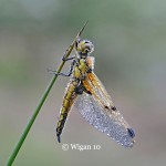 Chris_Four Spotted Chaser Chris_Four Spotted Chaser