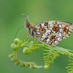 Chris_Small Pearl Bordered Fritillary Chris_Small Pearl Bordered Fritillary