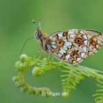 Chris_Small Pearl Bordered Fritillary Chris_Small Pearl Bordered Fritillary