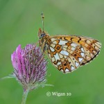 Chris_Small Pearl Bordered Fritillary Chris_Small Pearl Bordered Fritillary