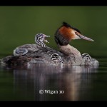 D_Great Crested Grebe With Chicks D_Great Crested Grebe With Chicks