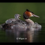 D_Great Crested Grebe With Chicks D_Great Crested Grebe With Chicks