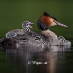 D_Great Crested Grebe with chicks D_Great Crested Grebe with chicks