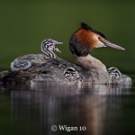 D_Great Crested Grebe with chicks D_Great Crested Grebe with chicks