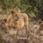 D_Kenyan Lion Cubs D_Kenyan Lion Cubs
