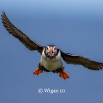 D_Puffin In Flight D_Puffin In Flight