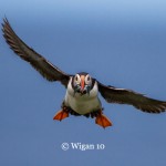 D_Puffin In Flight D_Puffin In Flight