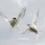 Ed_Arctic Terns Ed_Arctic Terns