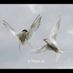 Ed_Arctic Terns Ed_Arctic Terns