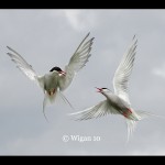 Ed_Arctic Terns Ed_Arctic Terns