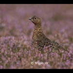 Ed_Female Red Grouse in heather Ed_Female Red Grouse in heather