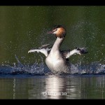 Ed_Great Crested Grebe bathing Ed_Great Crested Grebe bathing