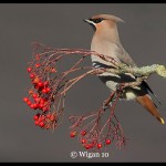 Ed_Waxwing on Rowan Ed_Waxwing on Rowan