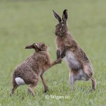 Phil_Boxing brown hares Phil_Boxing brown hares