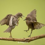 Phil_Juvenile starling squabble Phil_Juvenile starling squabble