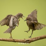 Phil_Juvenile starling squabble Phil_Juvenile starling squabble