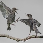 Phil_Starling tussle Phil_Starling tussle