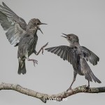 Phil_Starling tussle Phil_Starling tussle