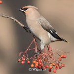 Phil_Waxwing on rowan tree Phil_Waxwing on rowan tree