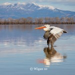 Robert_Dalmation Pelican Skimming Lake Robert_Dalmation Pelican Skimming Lake