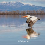 Robert_Dalmation Pelican Skimming Lake Robert_Dalmation Pelican Skimming Lake