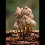 Robert_Mycena Fungi Cluster Robert_Mycena Fungi Cluster