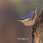 Robert_Nuthatch On Tree Robert_Nuthatch On Tree