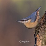 Robert_Nuthatch On Tree Robert_Nuthatch On Tree