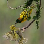 Robert_Weaver Bird Couple Robert_Weaver Bird Couple