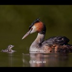 Austin_Great Crested Grebe and chick Austin_Great Crested Grebe and chick