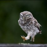Austin_Juvenile Owl running Austin_Juvenile Owl running