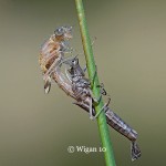 Chris_Emerging pyrrhosoma nymphula Chris_Emerging pyrrhosoma nymphula