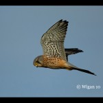 Kestrel Hunting Kestrel Hunting